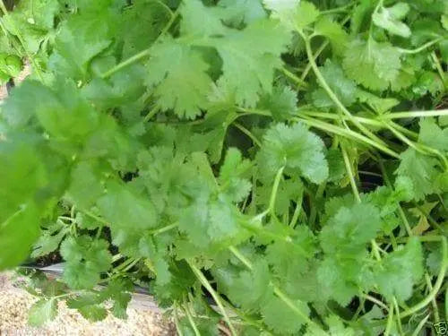Chinese Parsley Seeds, Leisure Cilantro (Split Seed) Plant Spring To Fall - Caribbeangardenseed