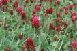Crimson Clover or Italian Clover Seeds, - Caribbeangardenseed