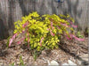 Dicentra formosa (1 PLANT) ‘Spring Gold’ Fern-leaf Bleeding Heart. 2-3 EYES - Caribbeangardenseed