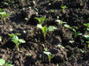 DWARF ESSEX RAPE KALE ( Brassica Napus) Vegetable Seeds - Caribbeangardenseed