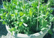Dwarf Sugar Grey Snow Pea, Heirloom,vegetable Seed, NON-GMO , Organic ! - Caribbeangardenseed