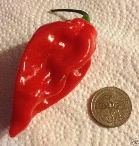 Fatalii Chili "RED" ( Capsicum chinense) 25 Seeds,Very Hot - 300,000 SHU. - Caribbeangardenseed