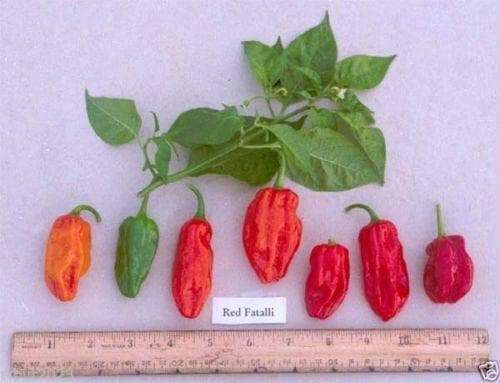 Fatalii Chili "RED" ( Capsicum chinense) 25 Seeds,Very Hot - 300,000 SHU. - Caribbeangardenseed