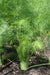 Fennel (FLORENCE FENNEL) Herb Seed 500 Seeds Heirloom Organic, Easy to grow - Caribbeangardenseed