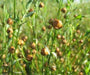 Flax Plan Seed ,Alsi Seed / Linseed / A Flower, A Vegetable, A Herb 500 Seeds ! - Caribbeangardenseed