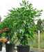 HABANERO HOT LEMON PEPPER (10 Seeds) - Capsicum Chinese - Caribbeangardenseed
