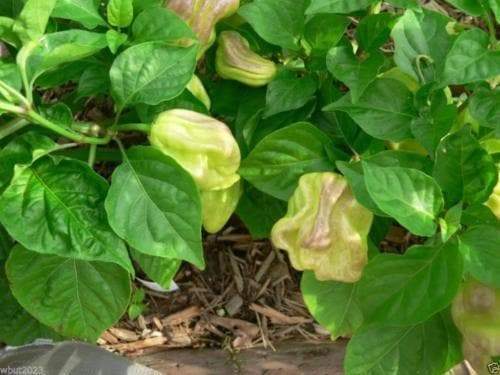 Habanero Mustard , HOT Pepper seed -Capsicum Chinense - Caribbeangardenseed