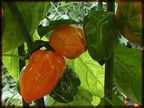 ORANGE Habanero PEPPER SEEDS (Capsicum chinense) Very Hot. - Caribbeangardenseed