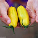 Heirloom Tomato Seeds,"BANANA LEGS Yellow /Gold - Solanum lycopersicum - Caribbeangardenseed