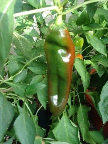 Hot Pepper Seeds - 'Anaheim Chile' - 1 oz Approximately 3,500 seeds - Caribbeangardenseed