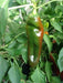Hot Pepper Seeds - 'Anaheim Chile' - 1 oz Approximately 3,500 seeds - Caribbeangardenseed