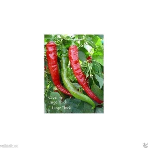 Hot Pepper Seeds - 'Cayenne Large Red - Thick' - 1 oz Approximately 5,000 seeds - Caribbeangardenseed