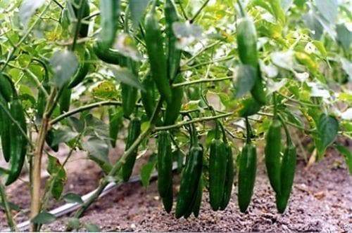 1 OZ Serrano Hot Pepper Seeds ,Capsicum annuum , - Caribbeangardenseed