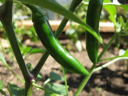 1 OZ Serrano Hot Pepper Seeds ,Capsicum annuum , - Caribbeangardenseed