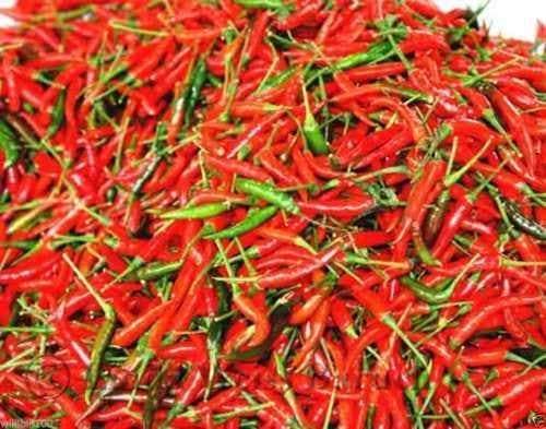 Hot Pepper Seeds - 'Small Red Chili'' - 1/2 oz Approximately 3,000 seeds - Caribbeangardenseed