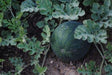 Sugar Baby- Icebox Watermelon seeds - Caribbeangardenseed