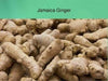 FRESH JAMAICAN GINGER ROOTS - Caribbeangardenseed