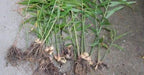 JAMAICAN GINGER ROOTS - Zingiber officinale - Caribbeangardenseed