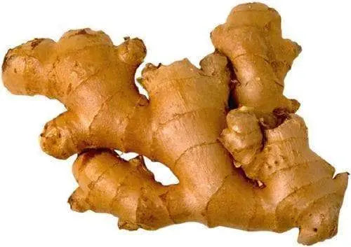 JAMAICAN GINGER ROOTS - Zingiber officinale - Caribbeangardenseed