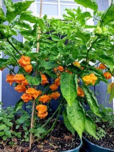 JAMAICAN YELLOW SCOTCH BONNET PEPPER,Chili,Heirloom pepper Seeds. - Caribbeangardenseed