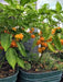 JAMAICAN YELLOW SCOTCH BONNET PEPPER,Chili,Heirloom pepper Seeds. - Caribbeangardenseed