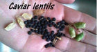 BLACK LENTIL SEEDS (Lens culinaris) Indian Heirloom - Caribbeangardenseed