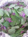 Magenta Spreen Seed,Organic Specialty Greens, Spinach ! - Caribbeangardenseed