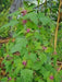 Magenta Spreen Seed,Organic Specialty Greens, Spinach ! - Caribbeangardenseed