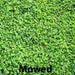 Miniclover Seeds,Lawn alternative,Cover crop ,Ground cover,Erosion control ! - Caribbeangardenseed