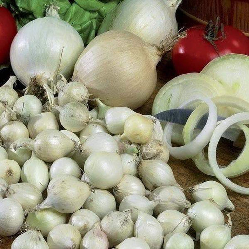 Onion Sets Red,Yellow,White or Mix 50-70 bulbs) Garden Vegetable- Choose a color - Caribbeangardenseed