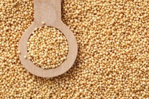 Organic Amaranth Sprouting Seeds,gluten-free and a source of complete protein - Caribbeangardenseed