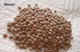 Organic Brown Lentil - untreated - Caribbeangardenseed