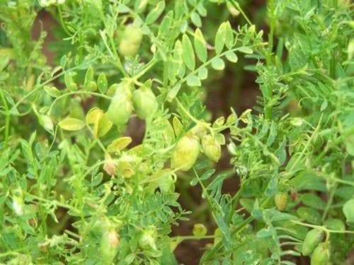 Organic Brown Lentil - untreated - Caribbeangardenseed