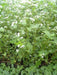 Buckwheat Seeds (Fagopyrum esculentum) Annual - Caribbeangardenseed