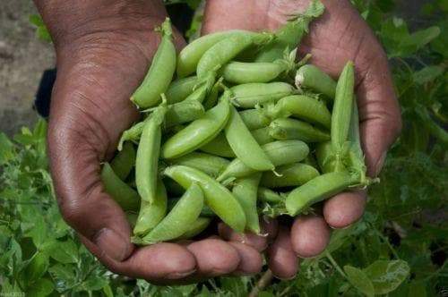 Organic Sugar Ann Snap Pea-Untreated-All-America winner1/2 lb approx 1,100 Seeds - Caribbeangardenseed