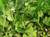 Organic Sugar Ann Snap Pea-Untreated-All-America winner1/2 lb approx 1,100 Seeds - Caribbeangardenseed