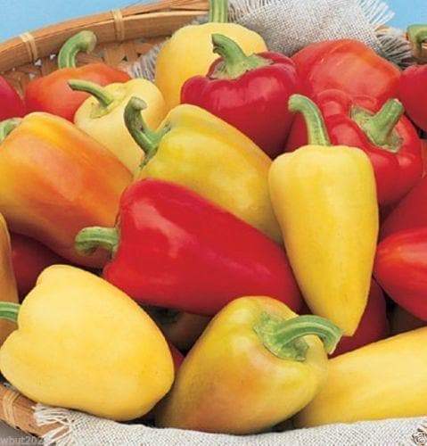 Antohi Romanian ,PEPPER SEEDS (Capsicum Annuum) Sweet Pepper ' - Caribbeangardenseed