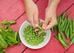 Pea Seeds,Early Alaska (Smooth) 55-60 Days. Delicious fresh, frozen, or canned. - Caribbeangardenseed