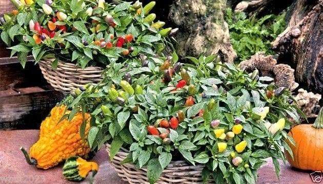 Pepper Ornamental-Cubana Multicolor ,Edible Chrismas Pepper ~20 Seeds - Caribbeangardenseed