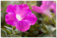Petunia Seeds - Wild Petunia - Great in hanging and planters. Perennial - Caribbeangardenseed