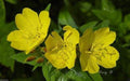 Primrose Seeds - Showy Evening (Yellow) Winter hardy to zone 4,Perennial Flowers - Caribbeangardenseed