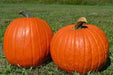 Pumpkin Seeds- 'Big Max' (Organic Winter Squash ) pumpkins averaging 100 lb - Caribbeangardenseed