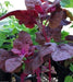 Purple Orach Seeds, French Spinach, annual vegetable - Caribbeangardenseed