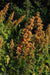 Quinoa Plant Seeds- 'French Vanilla-look like overloaded ice cream cones, NEW ! - Caribbeangardenseed