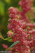 Quinoa Plant Seeds- Red Head -bright pinkish red seed heads, white seeds. - Caribbeangardenseed