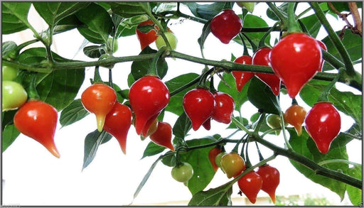 Red Biquinho Pepper Seeds (CAPSICUM CHINENSE) SWEET teardrop - Caribbeangardenseed