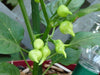Red Biquinho Pepper Seeds (CAPSICUM CHINENSE) SWEET teardrop - Caribbeangardenseed