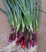 RED BUNCHING ONIONSEEDS -Asian Vegetable - Caribbeangardenseed