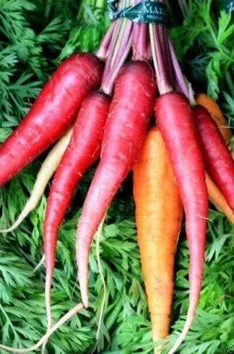 Red Carrot Seeds, Atomic Red ,ORGANIC, HEIRLOOM VEGETABLE - Caribbeangardenseed