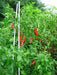 Serrano Pepper Seed, Great for Pickling,Salsa,Cheese sauce. 100/PK Organic - Caribbeangardenseed